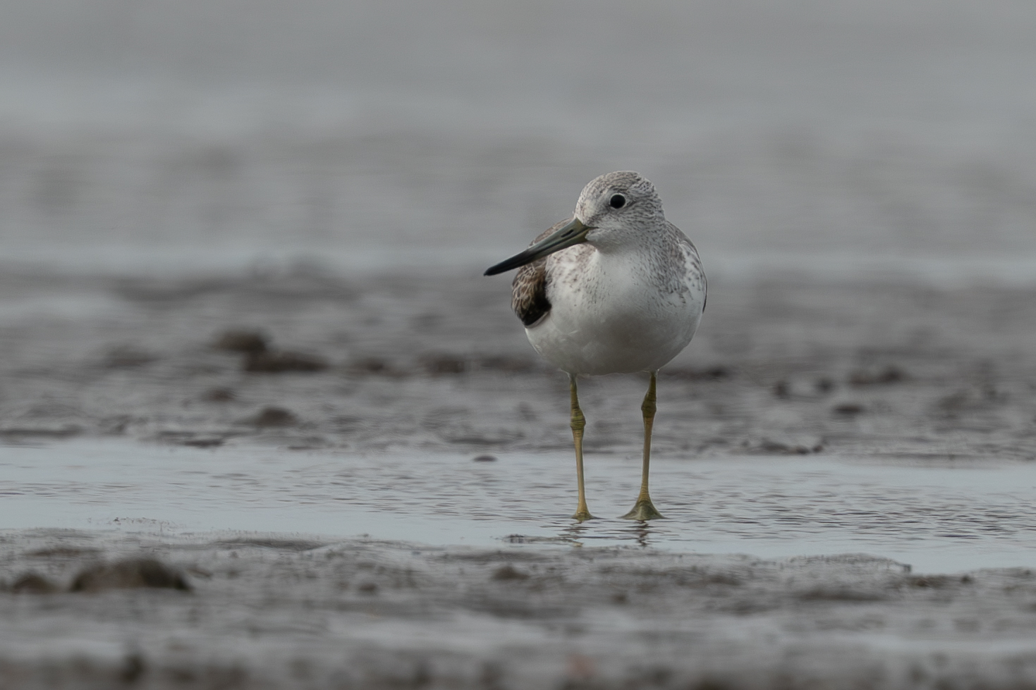 Normand's Greenshank